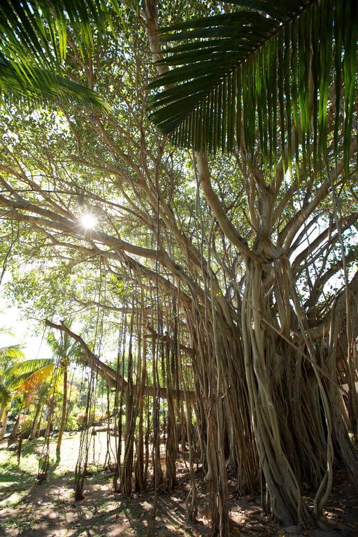 Lux* Grand Gaube Resort & Villas Exteriér fotografie Banyan tree
